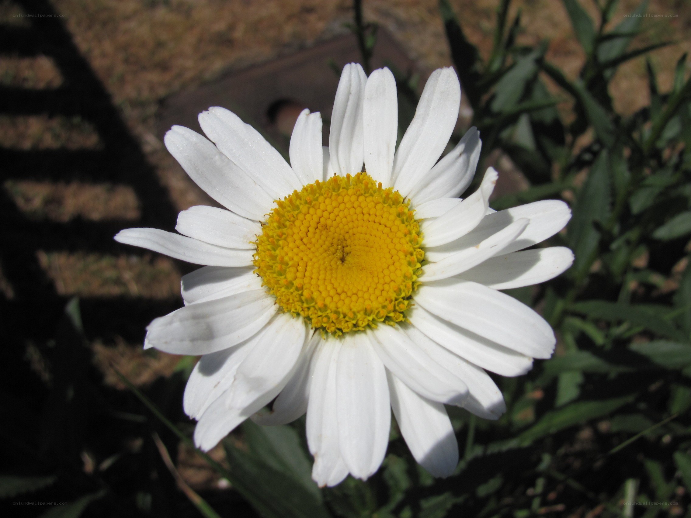 White daisy with yellow center