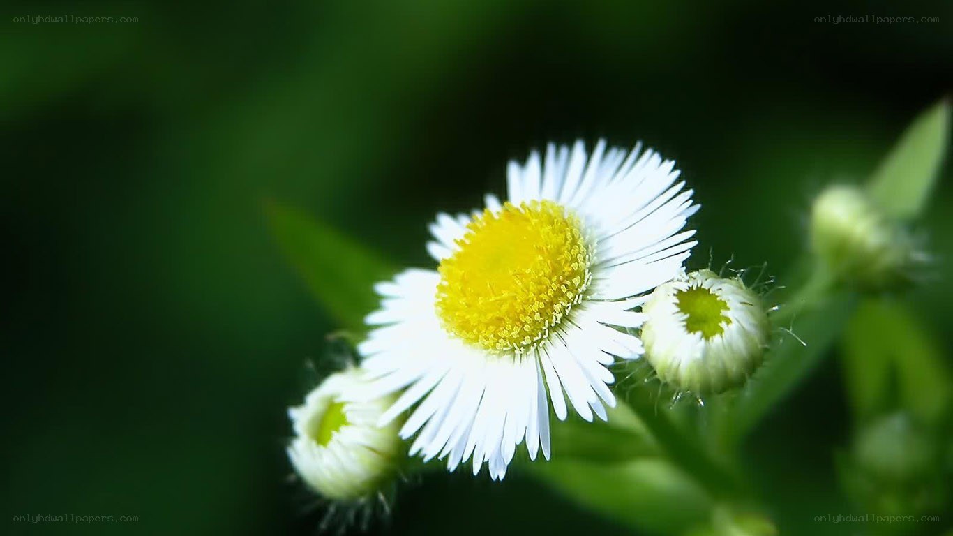 white daisy with yellow center