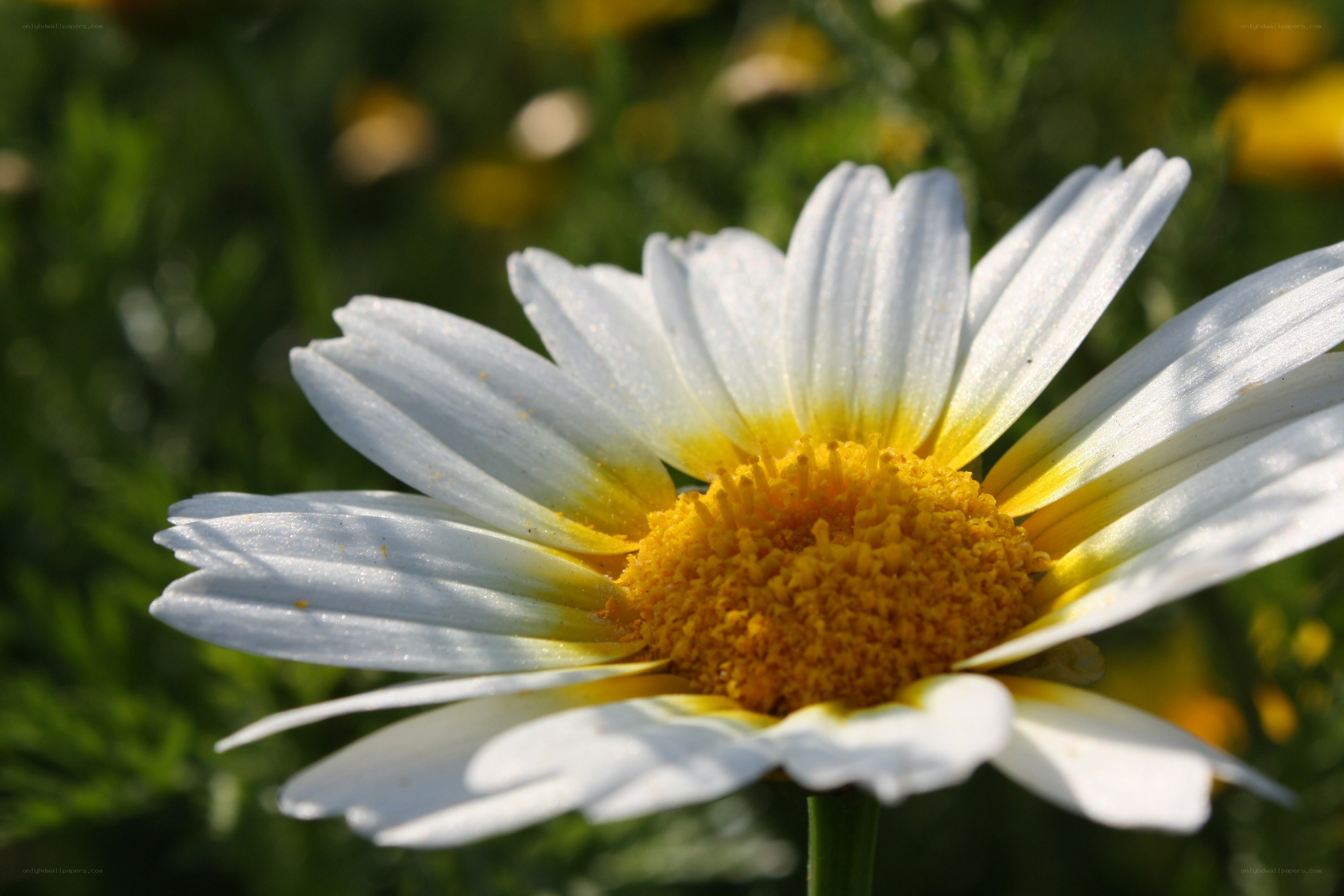 White daisy with yellow center