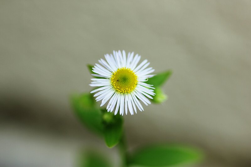 White daisy with yellow center
