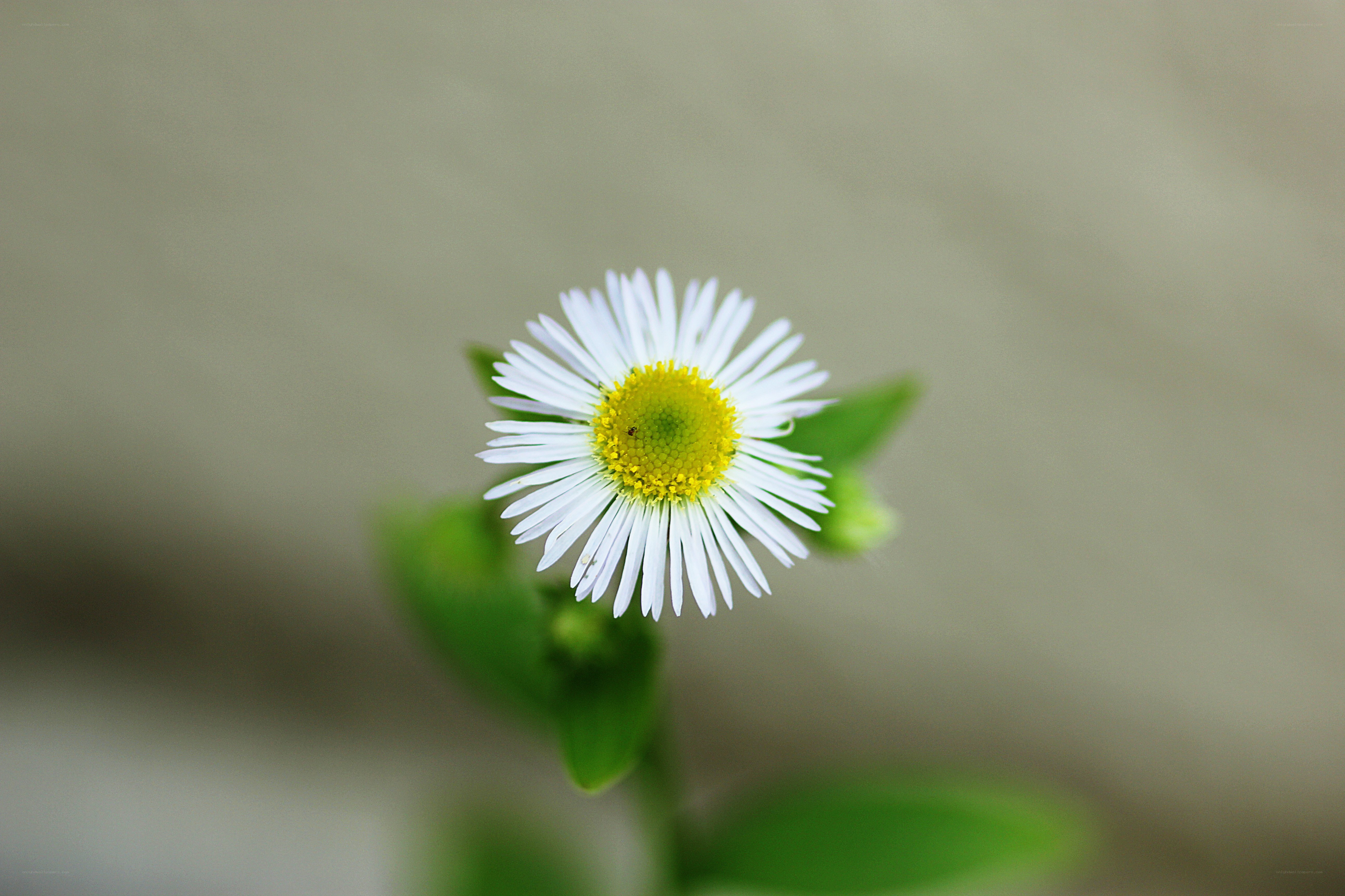 White daisy with yellow center