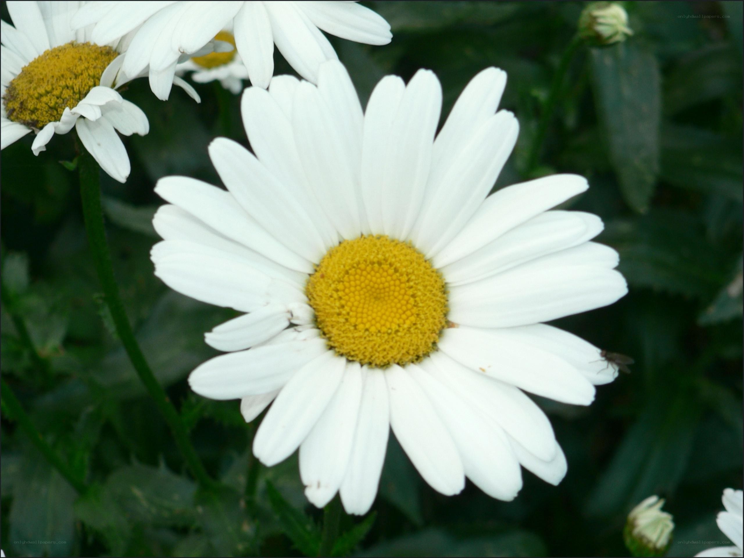 White daisy with yellow center