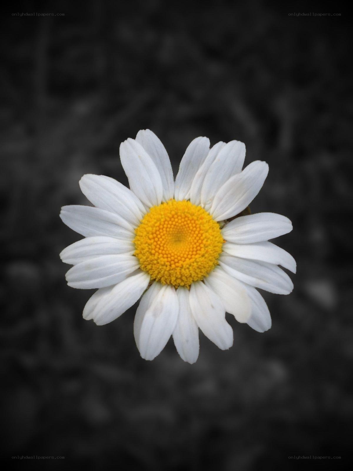 white daisy with yellow center