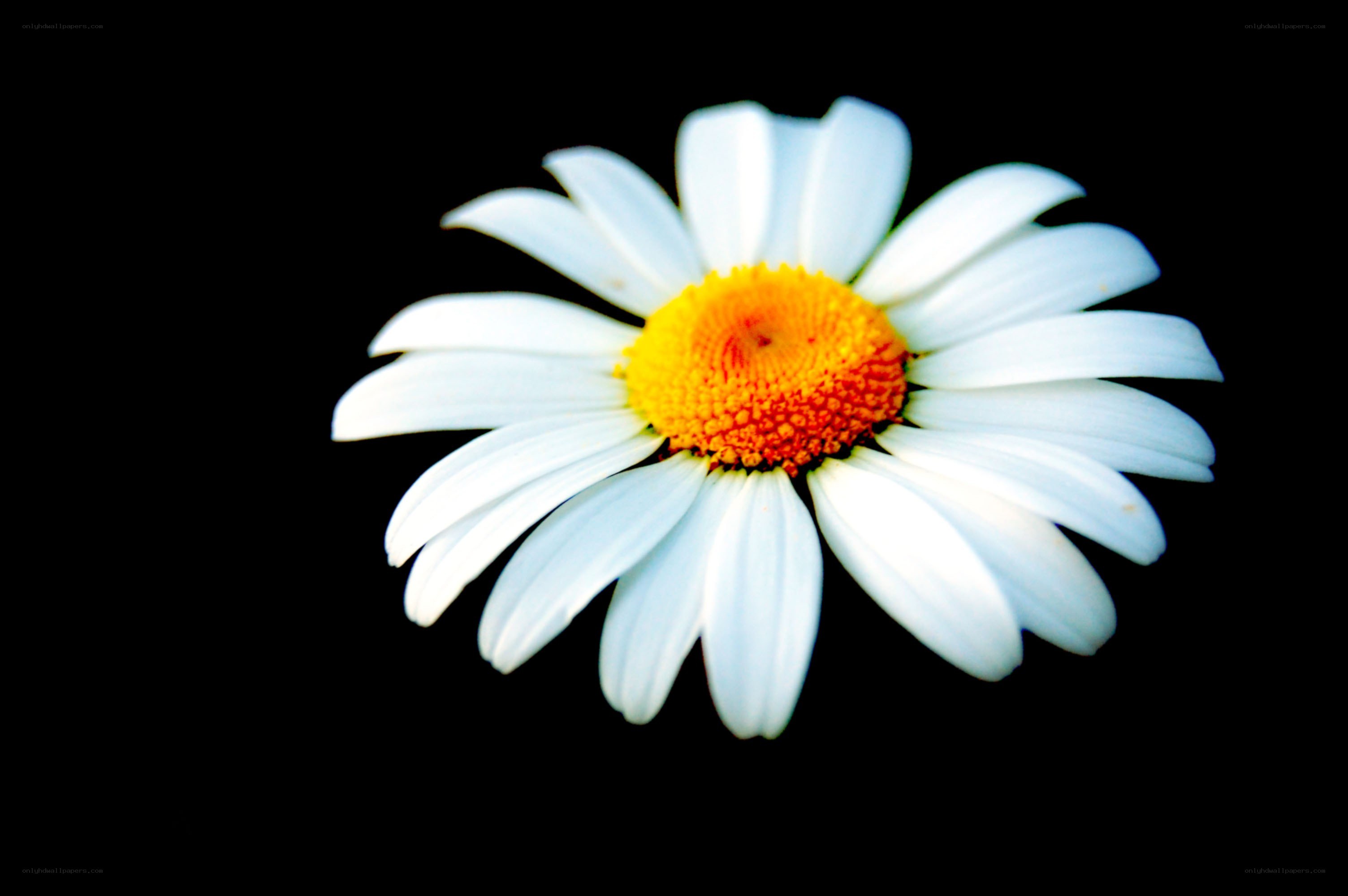 White daisy with yellow center