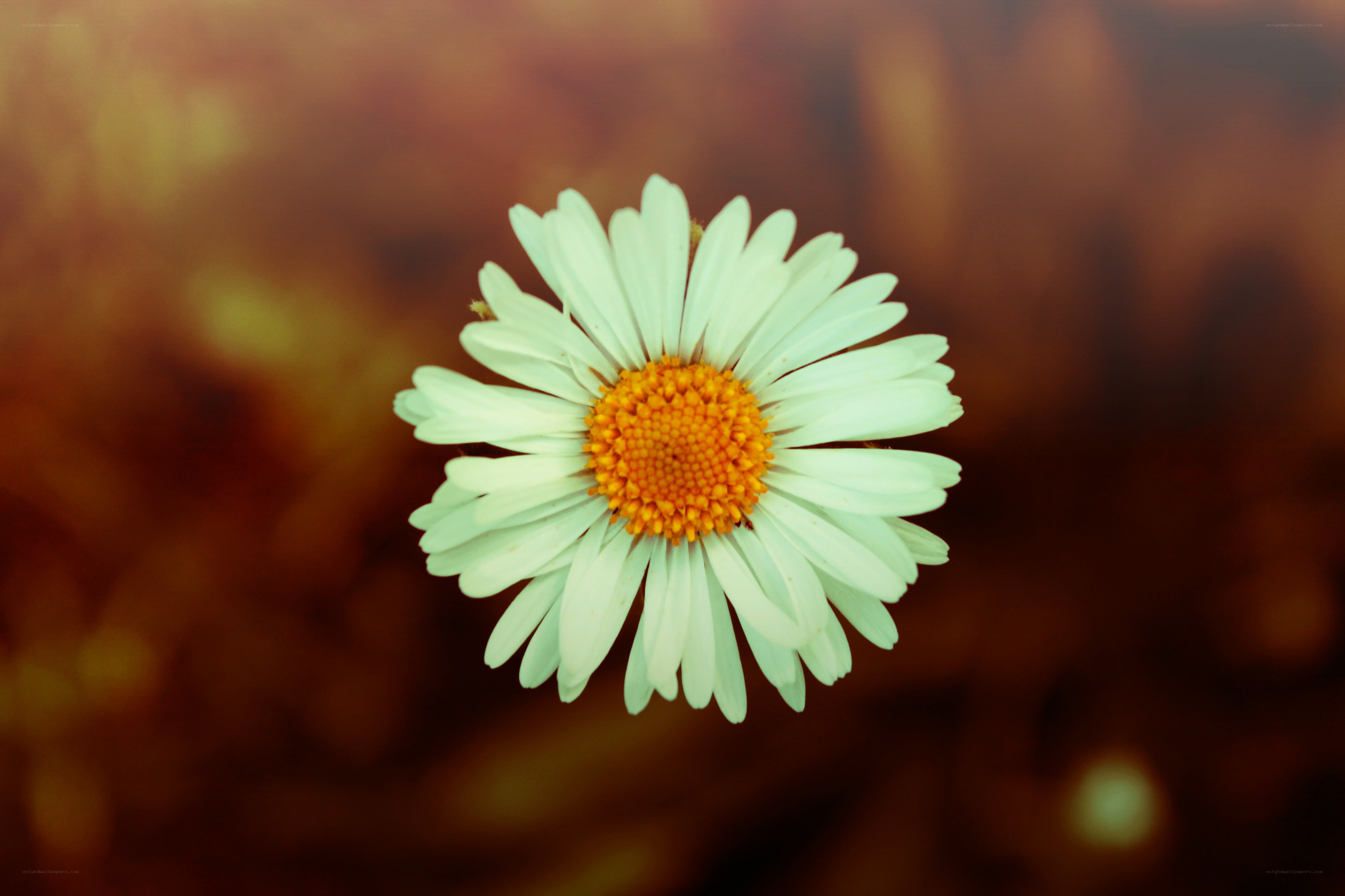 White daisy with yellow center
