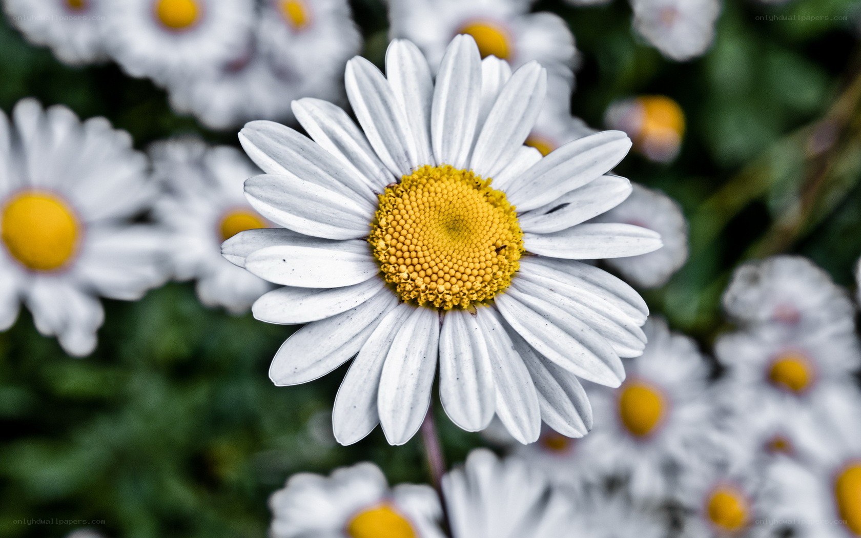 White daisy with yellow center