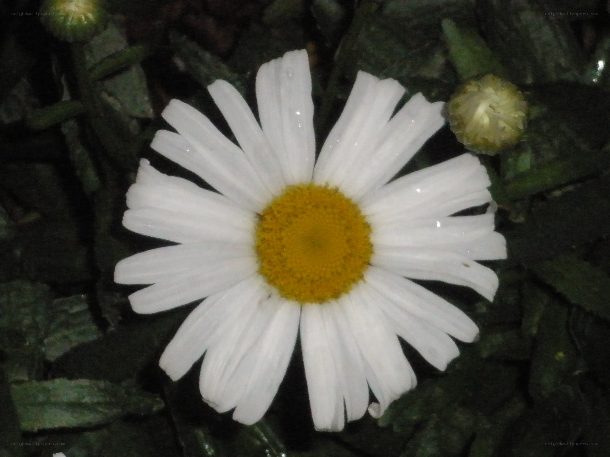 White daisy with yellow center