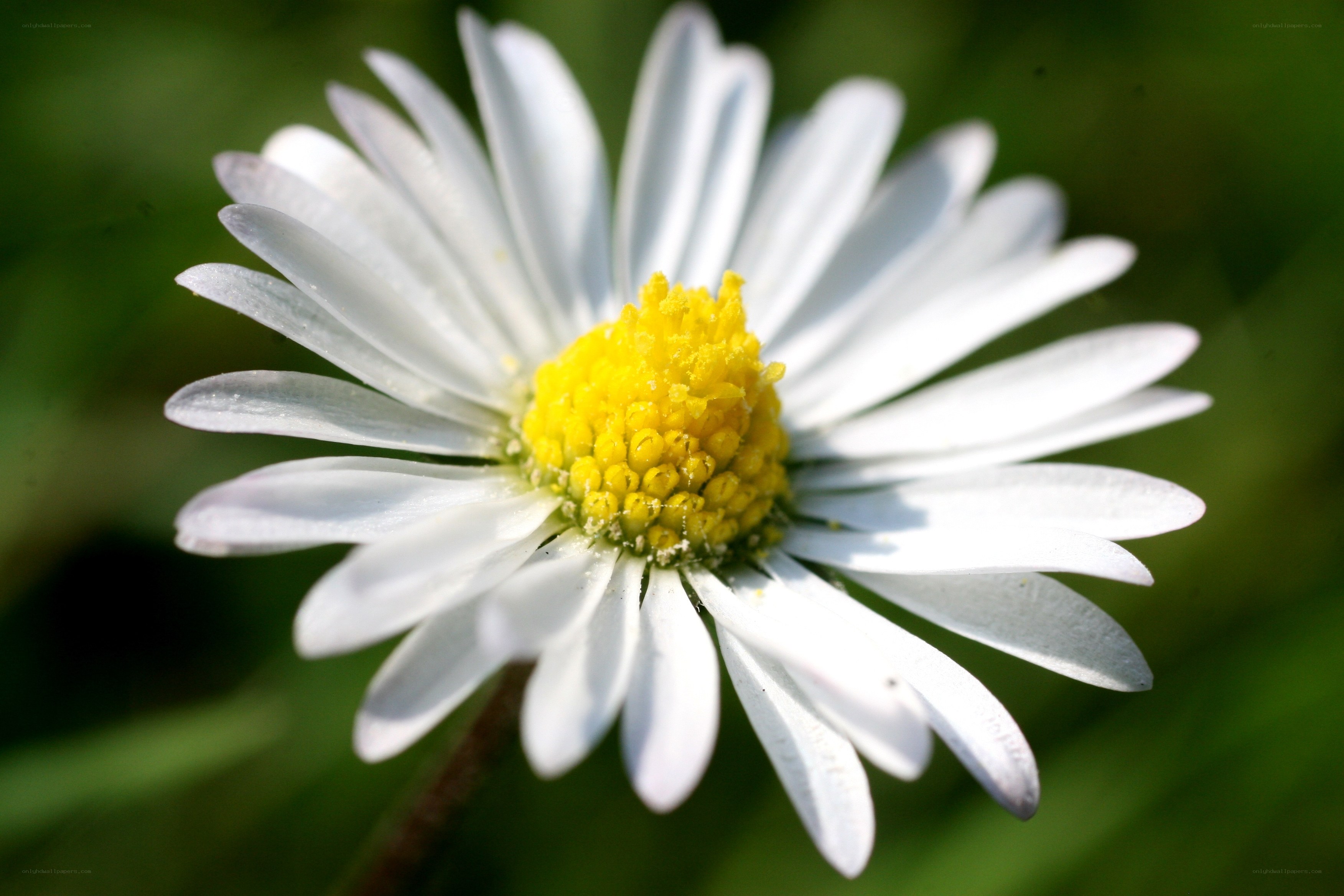 White daisy with yellow center