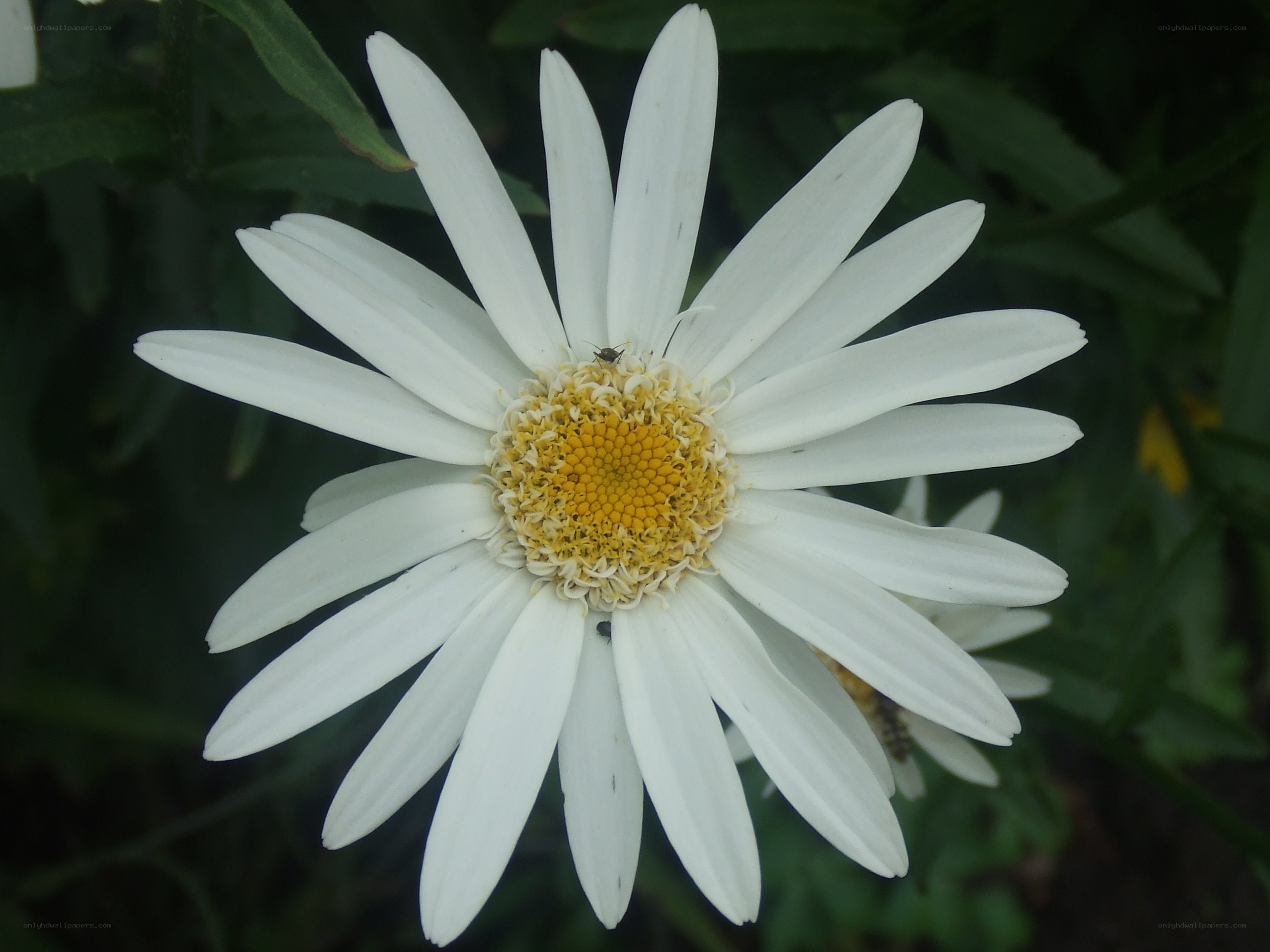 White daisy with yellow center