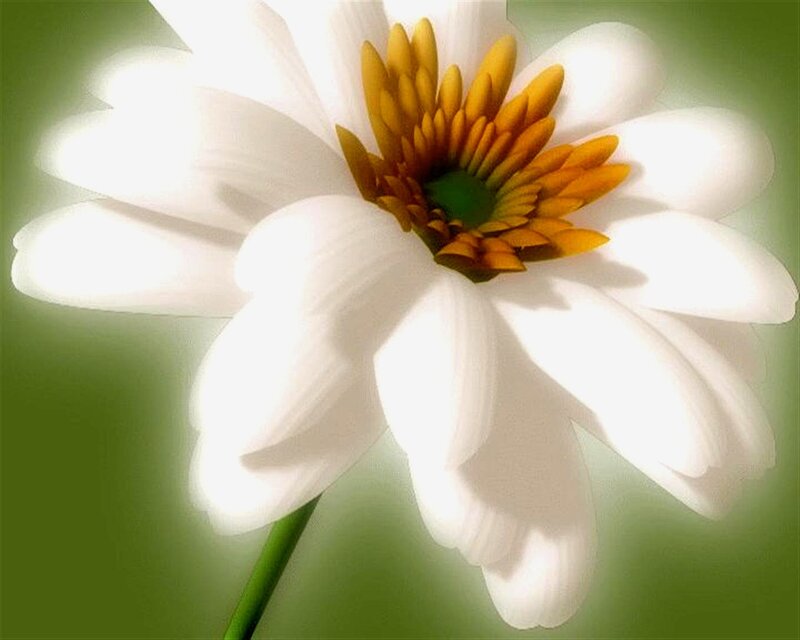 white daisy with yellow center