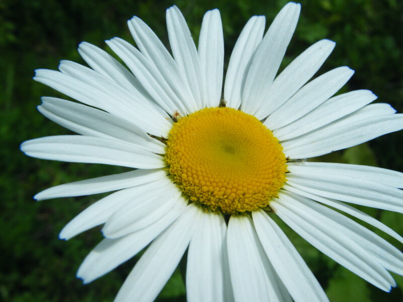 White daisy with yellow center