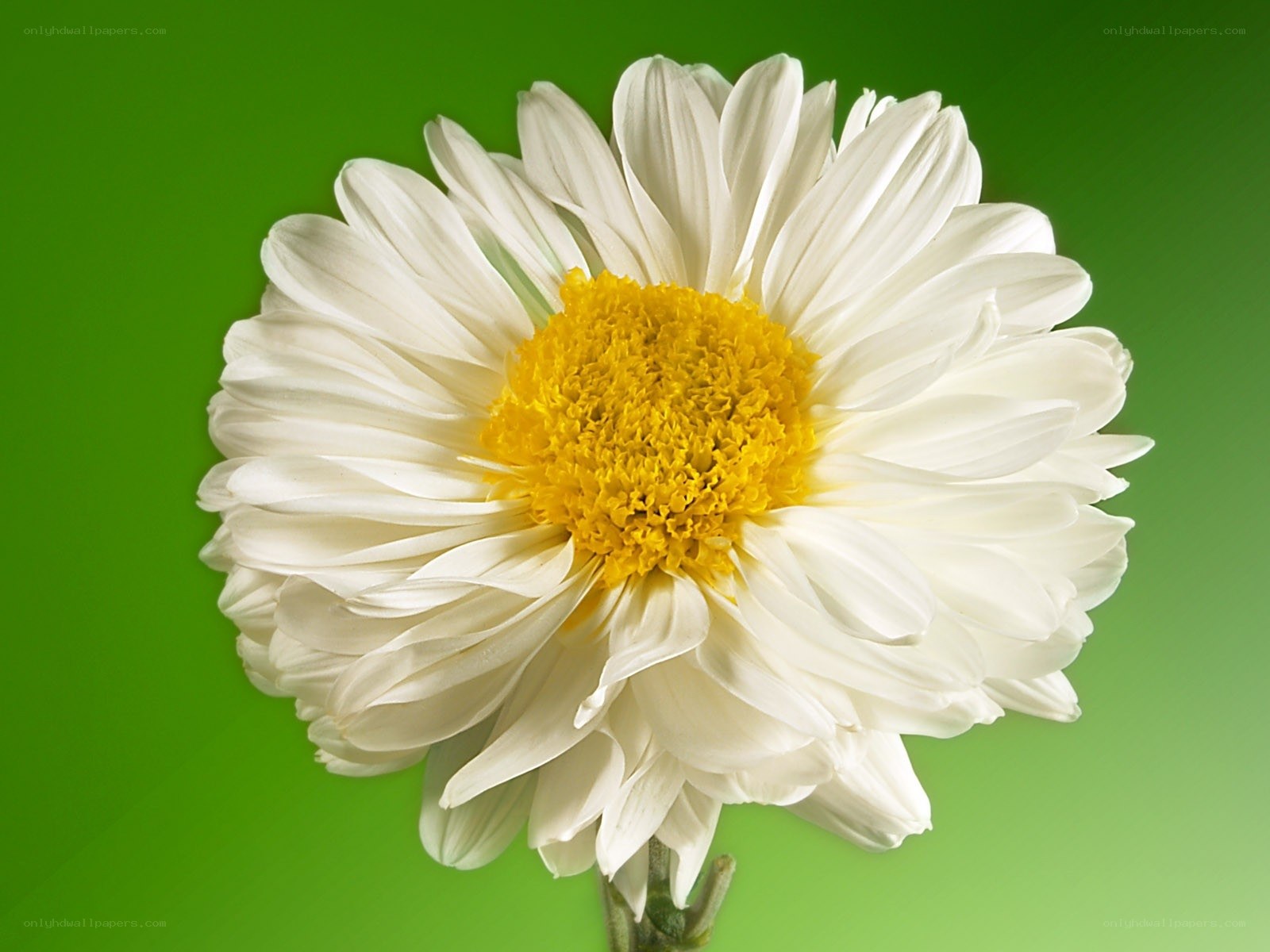 White daisy with yellow center