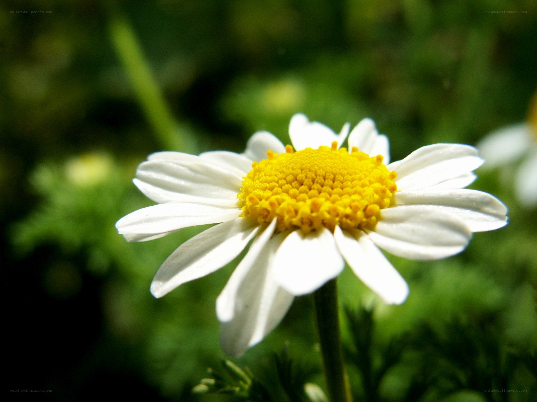 White daisy with yellow center