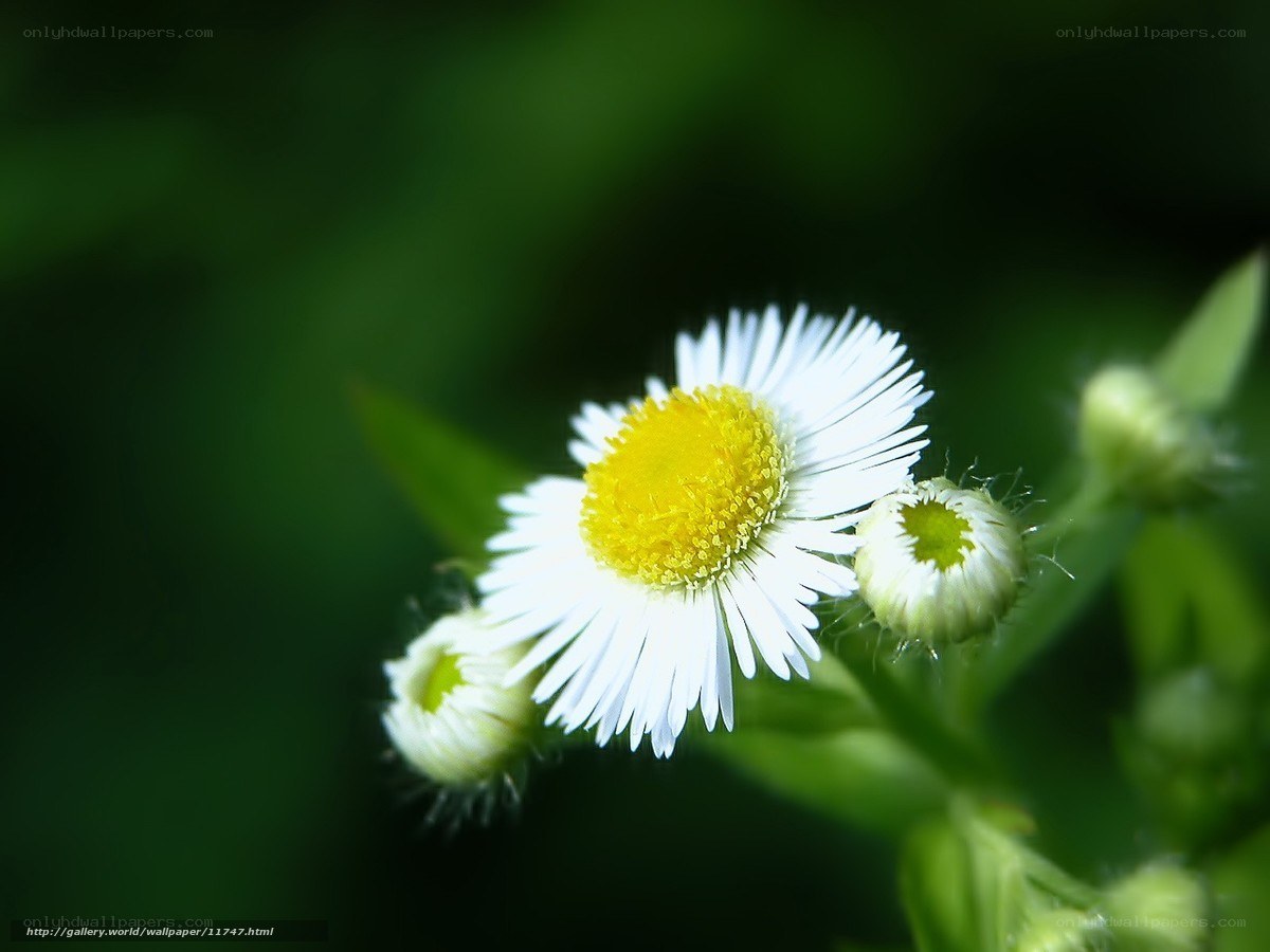 White daisy with yellow center