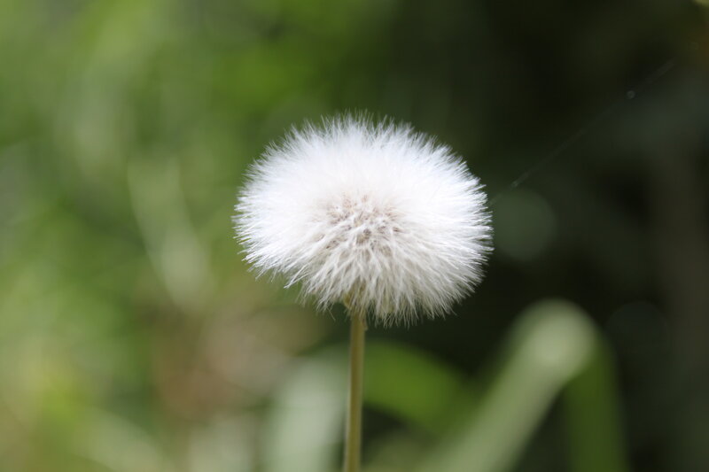 White Dandelion Seed Head