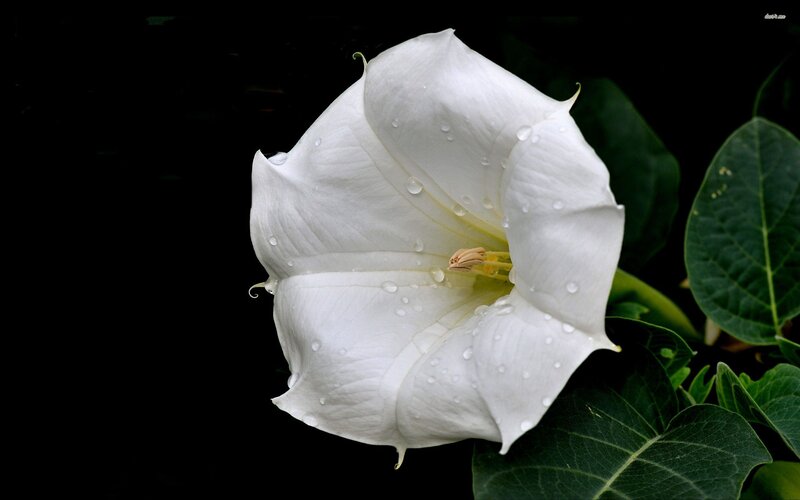 White Datura Flower — Dramatic, Photograph