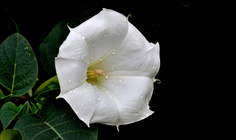 White Datura Flower — Dramatic