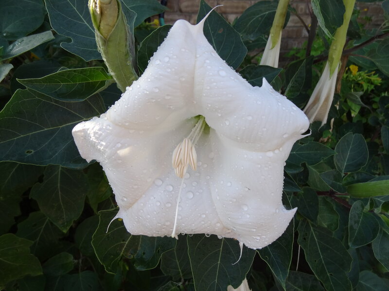White Datura Flower