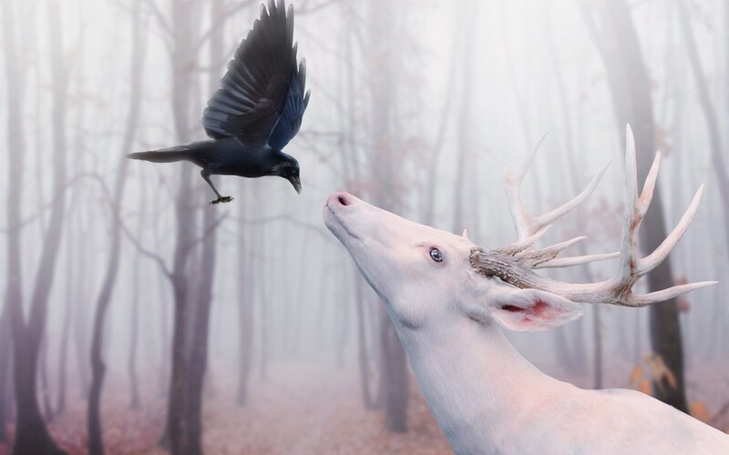 White Deer and Black Bird
