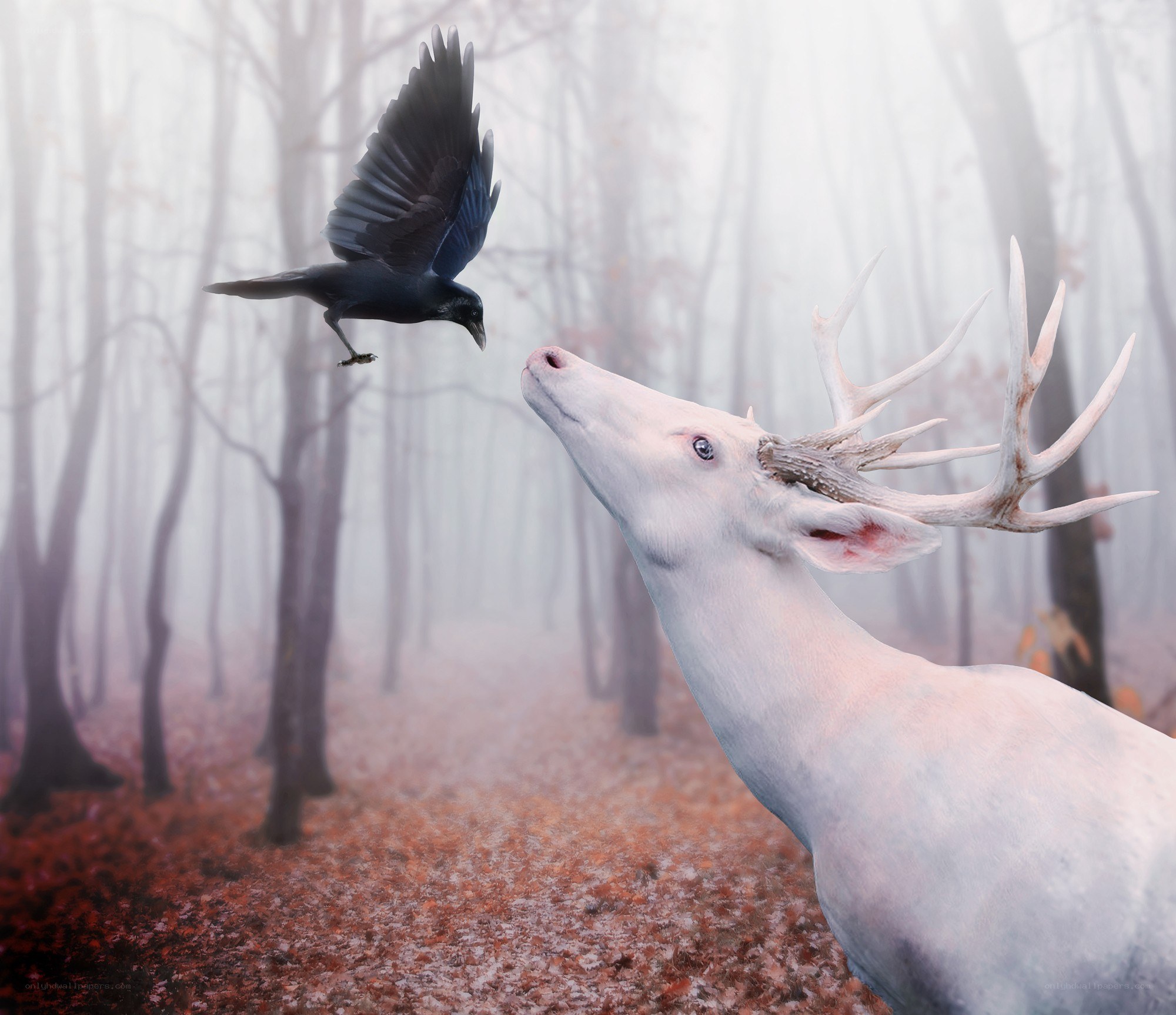 White deer and crow in fog