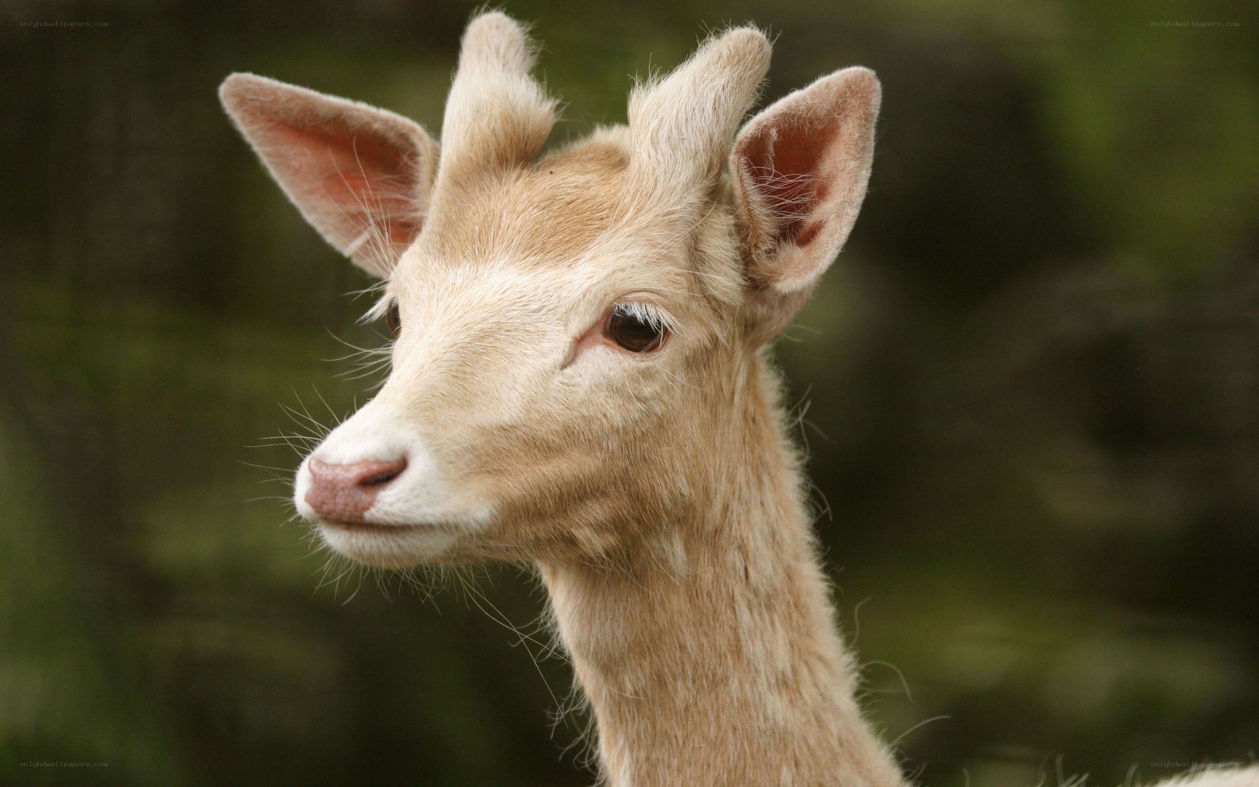white deer fawn