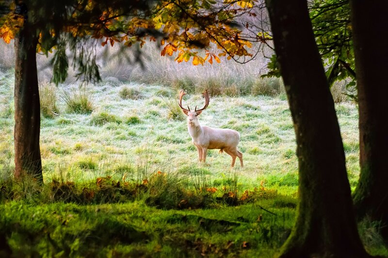 White Deer in Field — Green