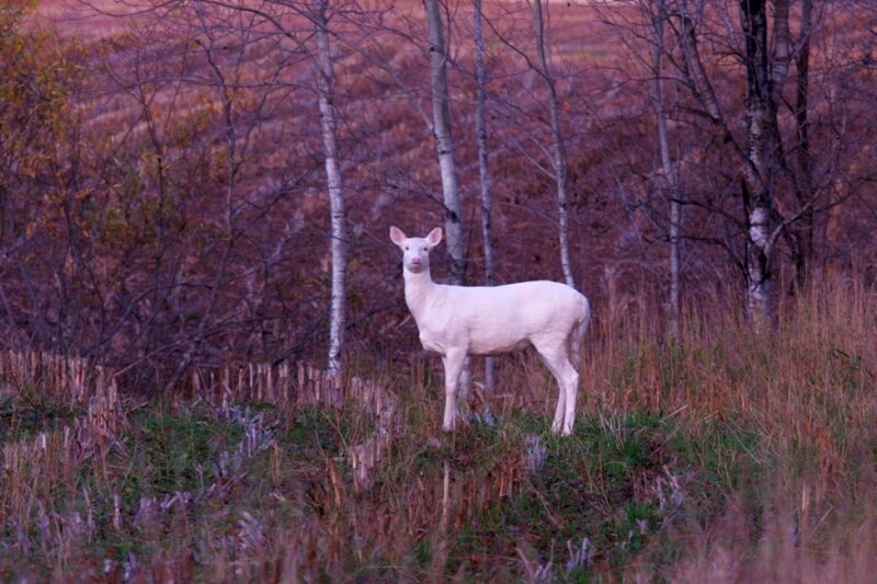 White Deer in Field