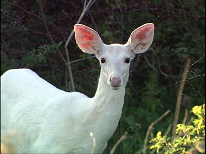 white deer in forest