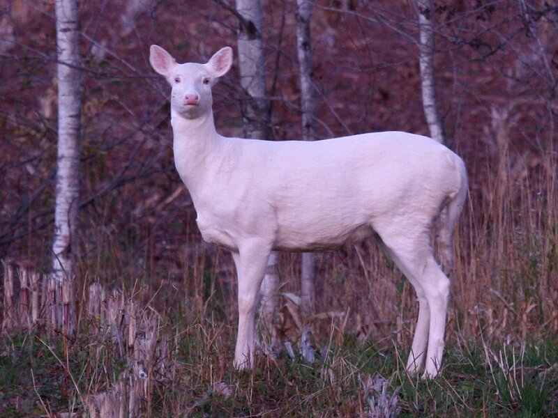 White Deer in Forest — Calm, Autumn