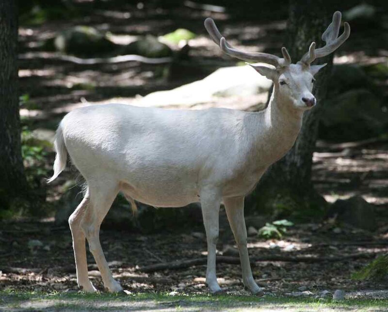 White Deer in Forest — Calm
