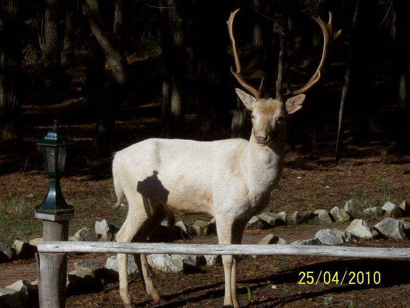 White deer in forest enclosure