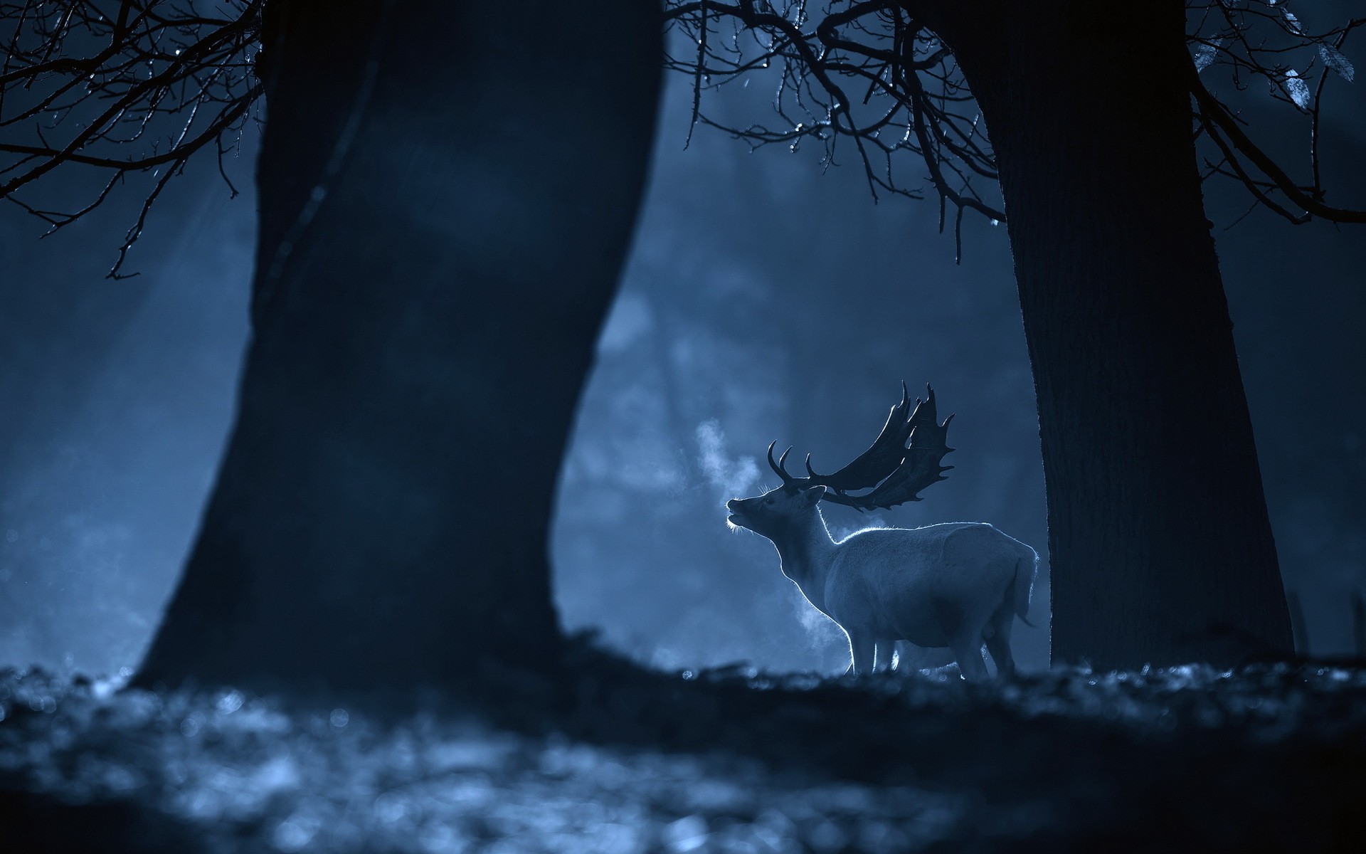 White deer in misty forest