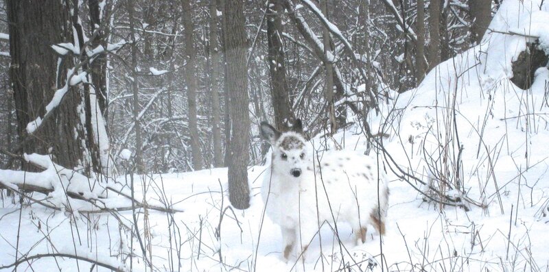 White Deer in Snow — Calm