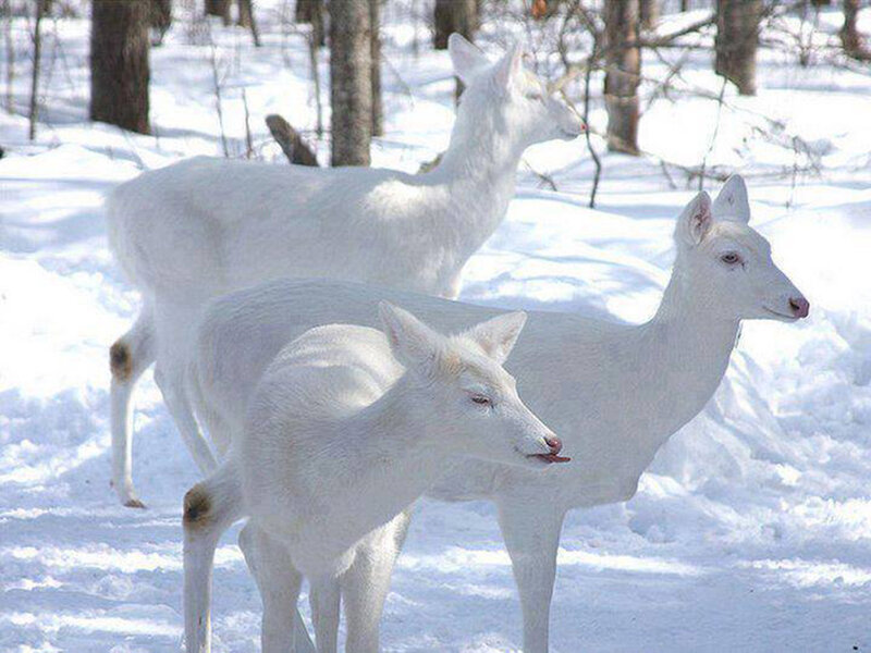 White Deer in Snow — Serene