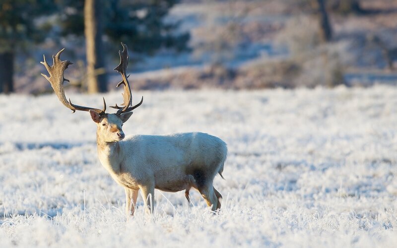 White Deer in Snow — Serene, Winter