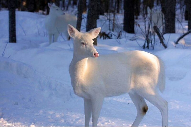 white deer in snowy forest