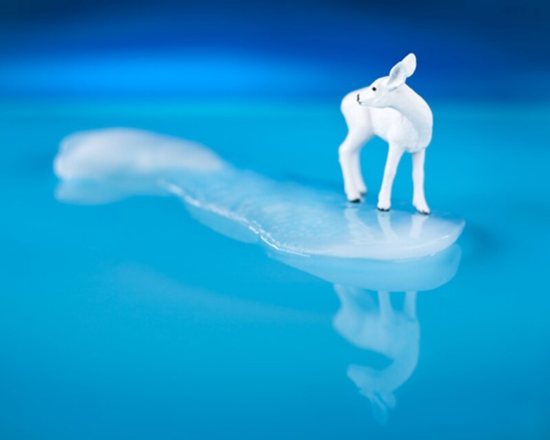 White Deer on Ice — Blue