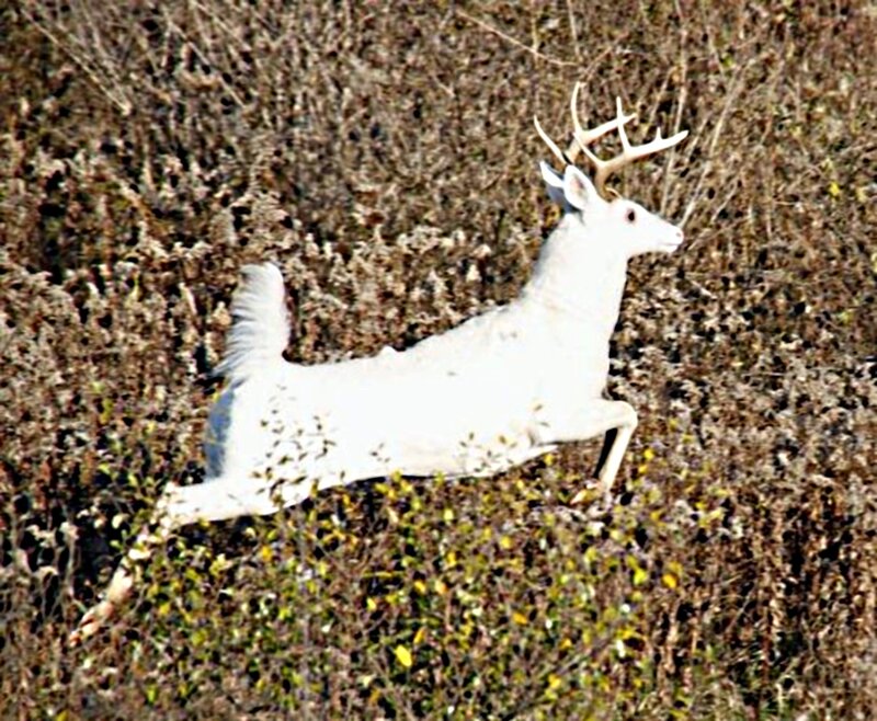 White Deer Running — Natural