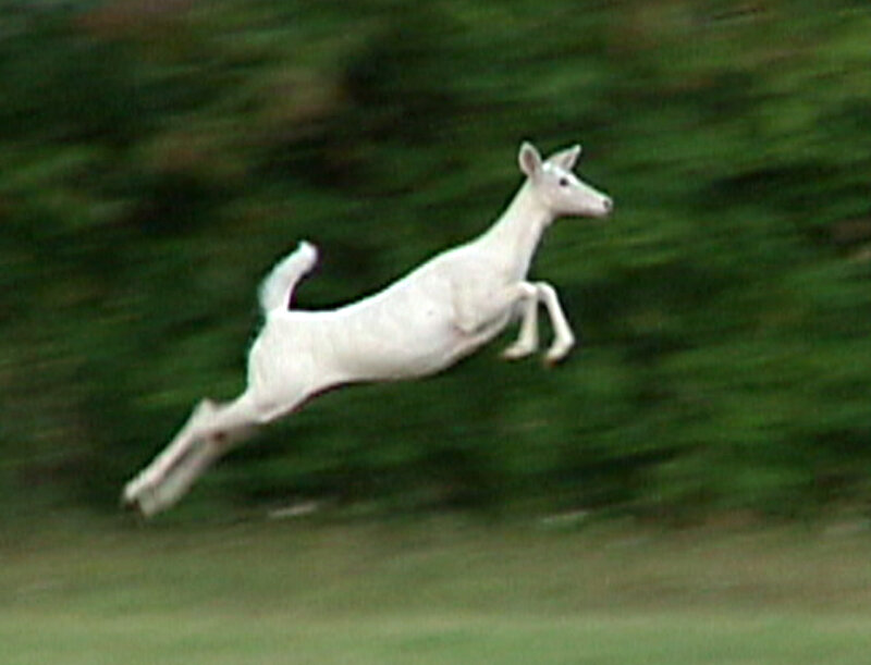 White Deer Running