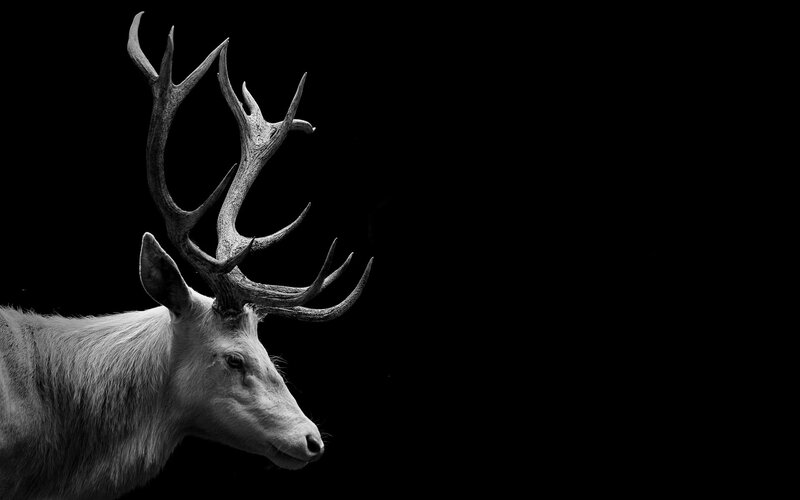 White Deer with Antlers — Black