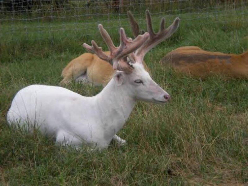 White Deer with Antlers — Calm
