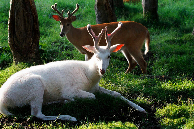 White Deer with Antlers — Green, Serene