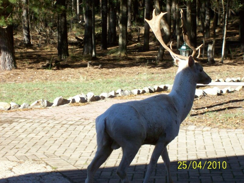 White Deer with Antlers