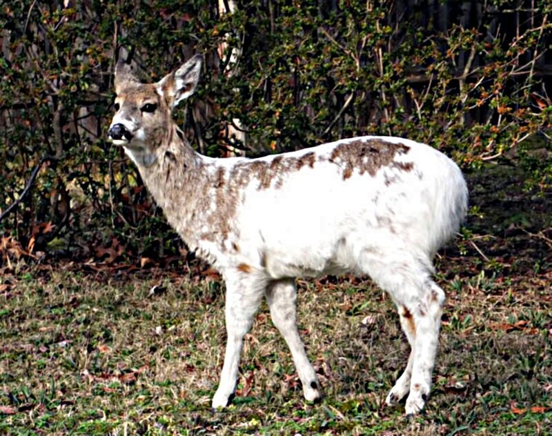 White Deer with Brown Spots