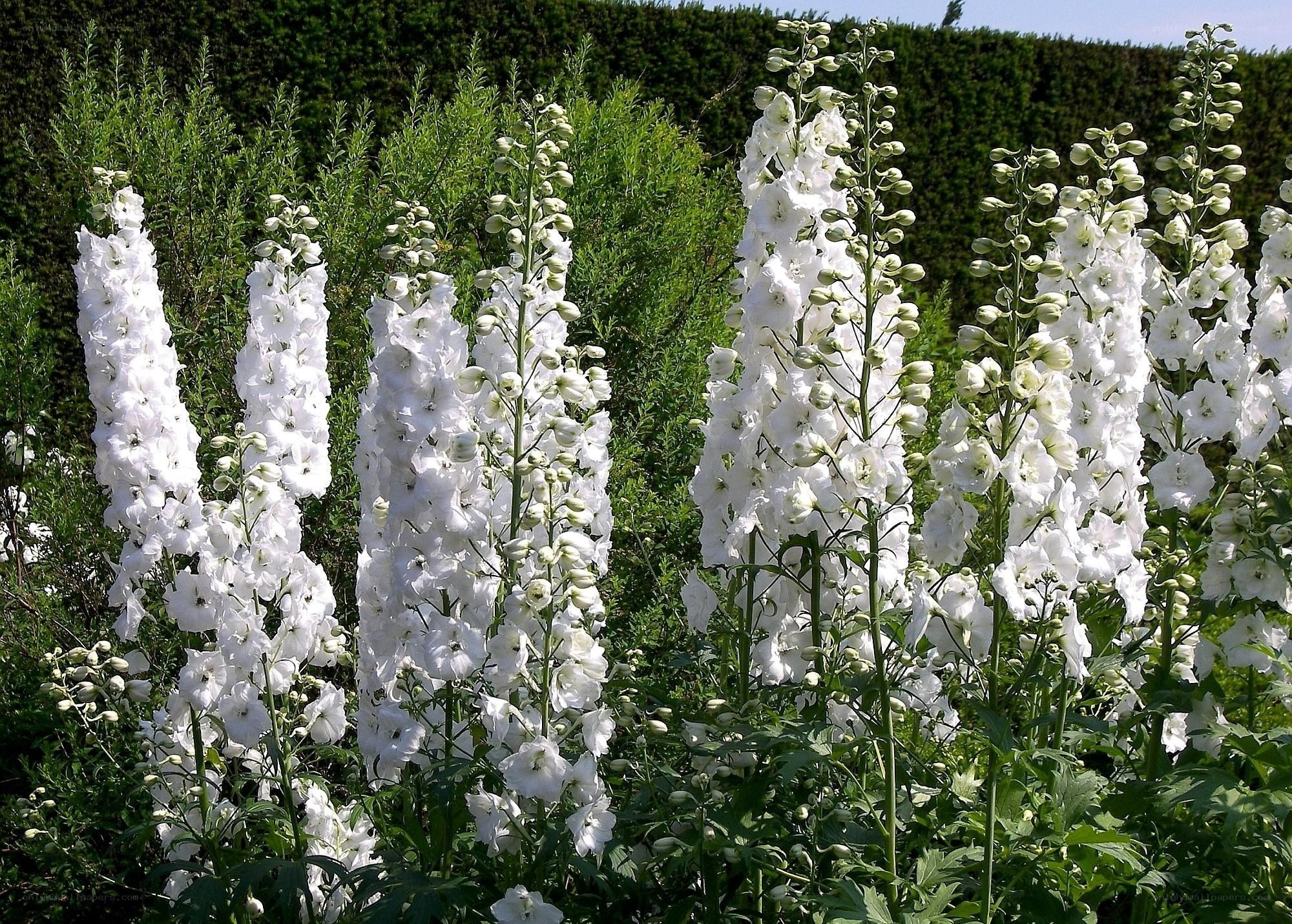white delphinium flowers