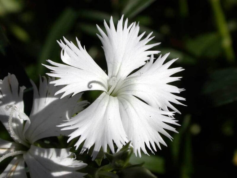 White dianthus flower
