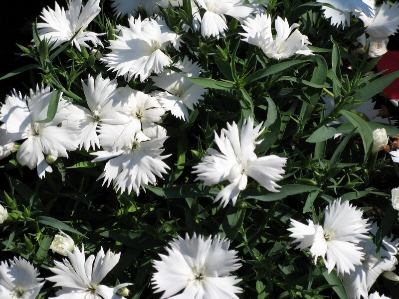 White dianthus flowers in bloom