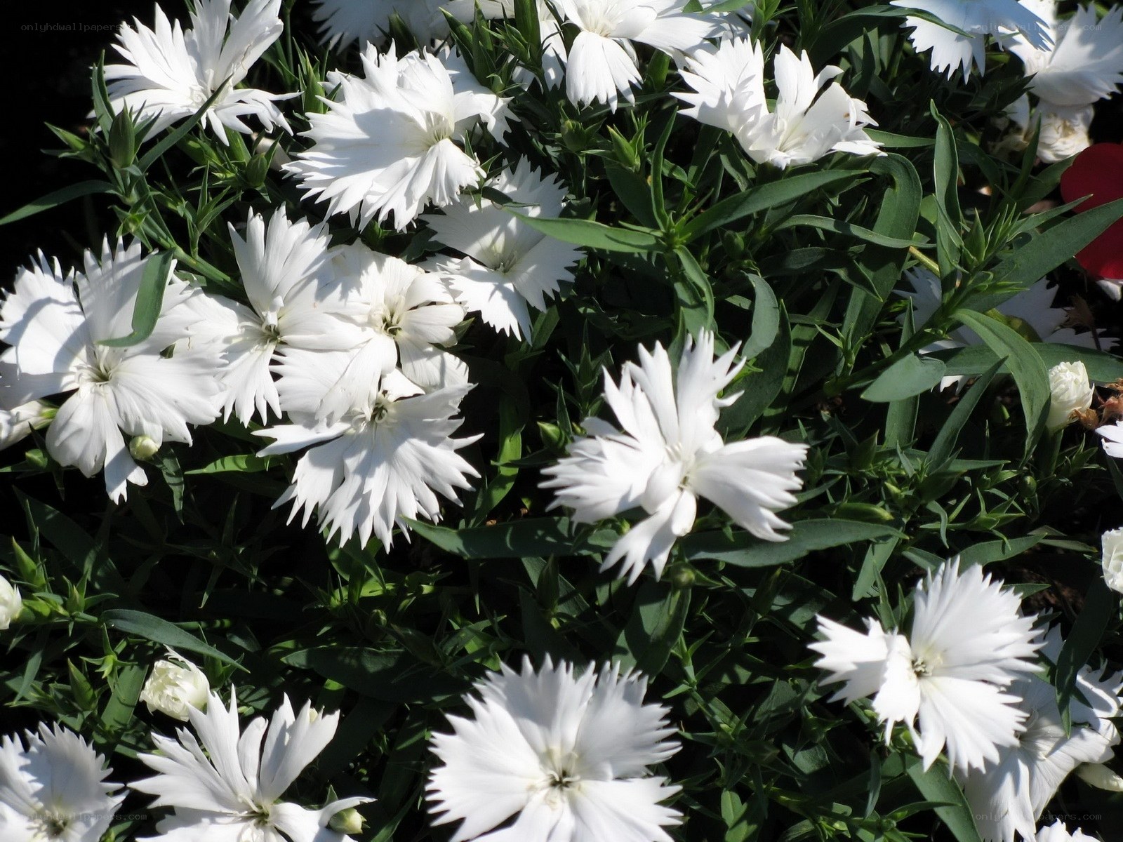 White dianthus flowers in bloom