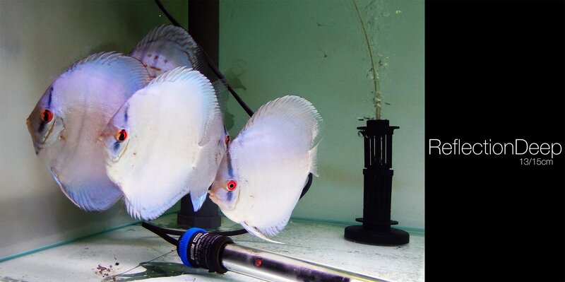 White Discus Fish