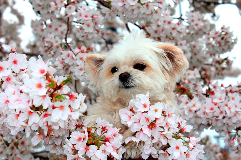 White Dog Among Cherry Blossoms